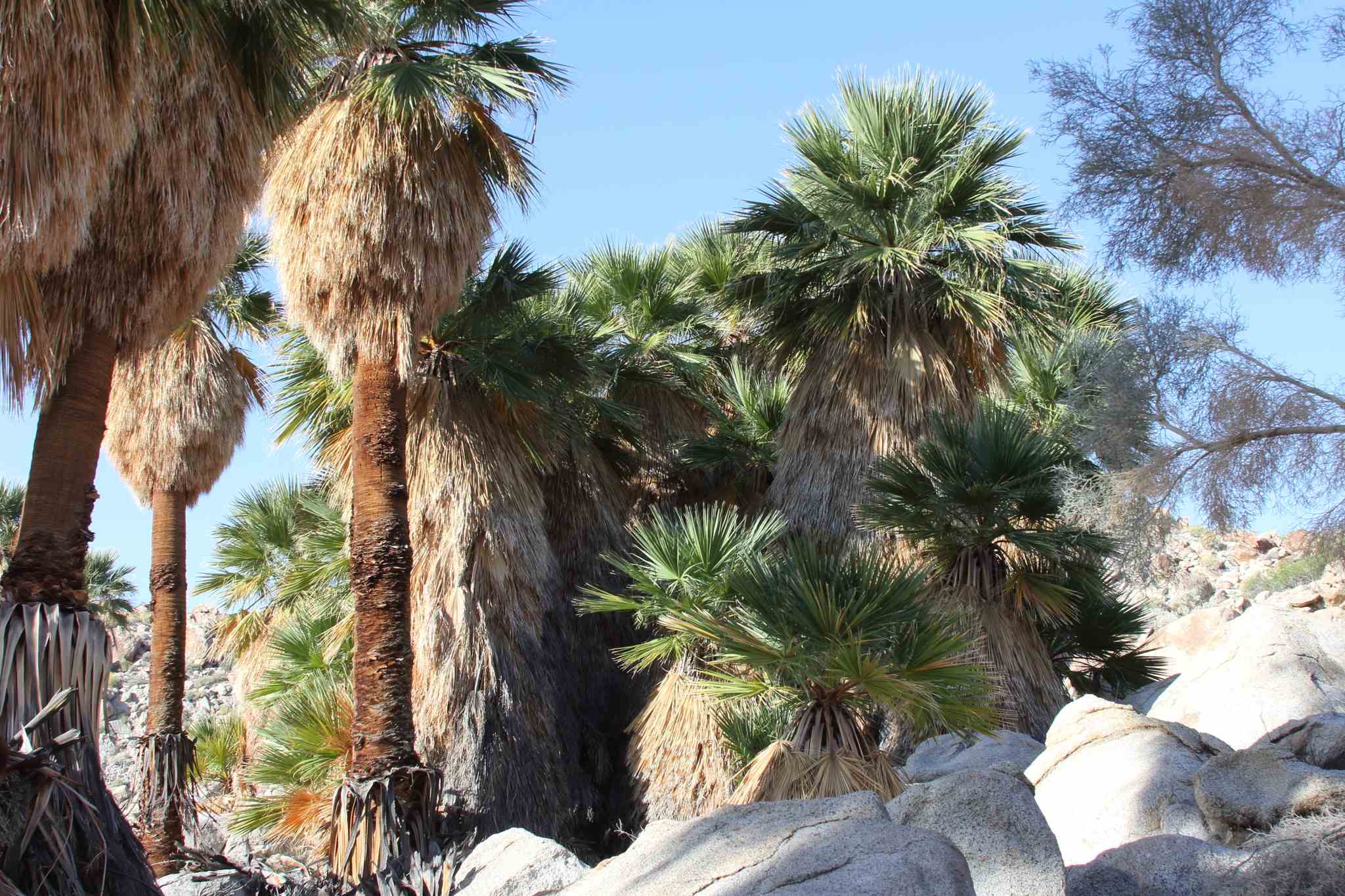 Washingtonia filifera