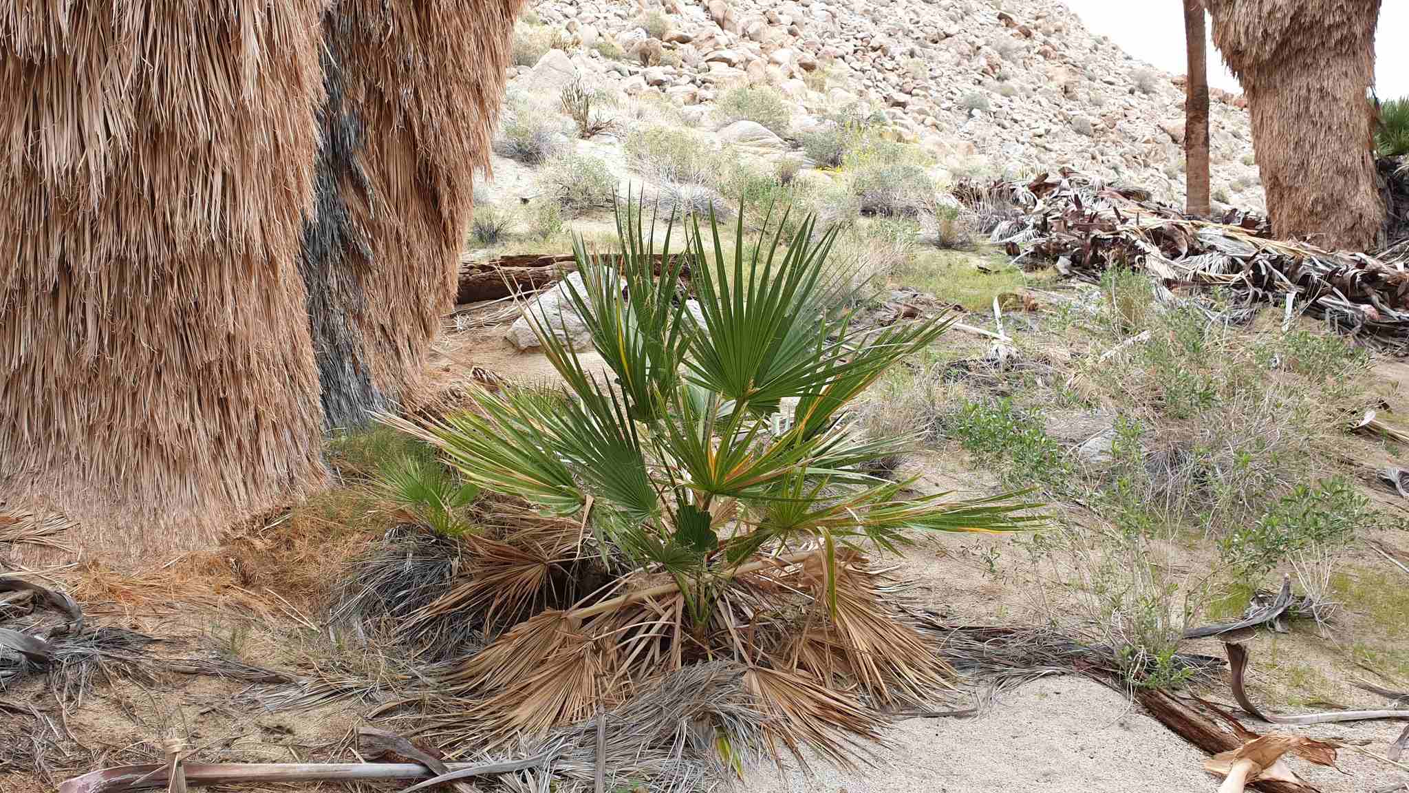 Washingtonia filifera