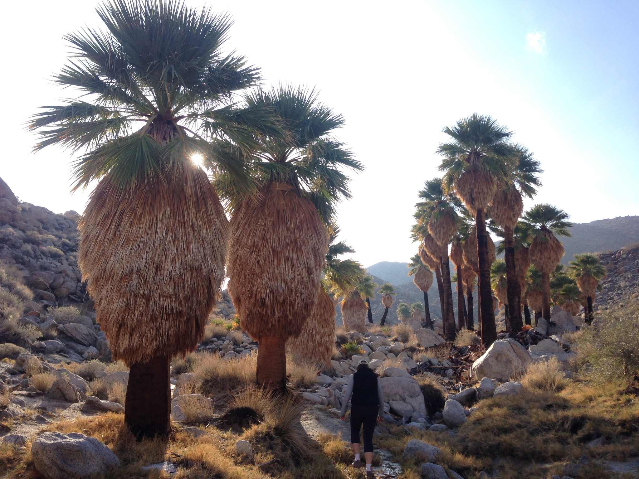 Washingtonia filifera