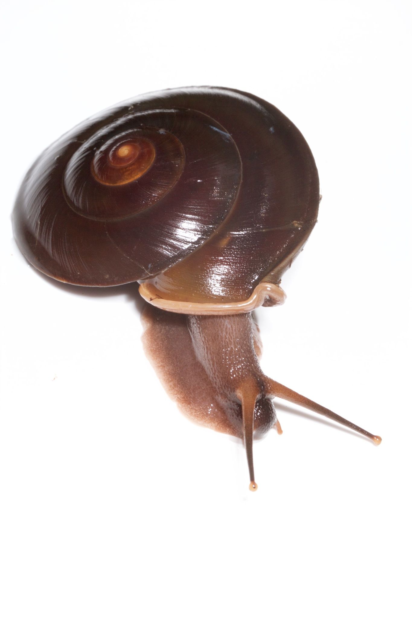 Labyrinthus otis