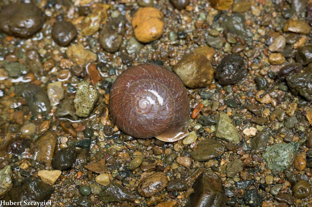 Labyrinthus otis