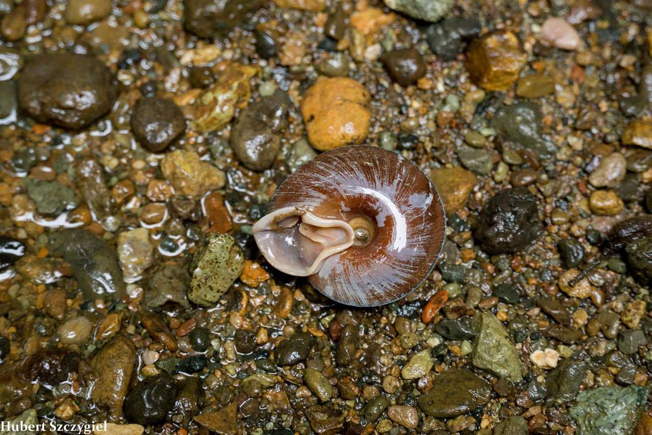 Labyrinthus otis