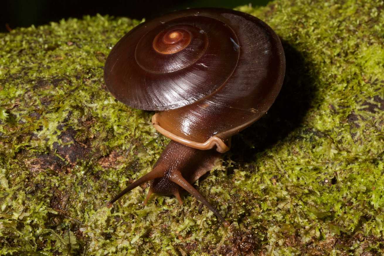 Labyrinthus otis