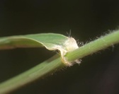Cenchrus longisetus