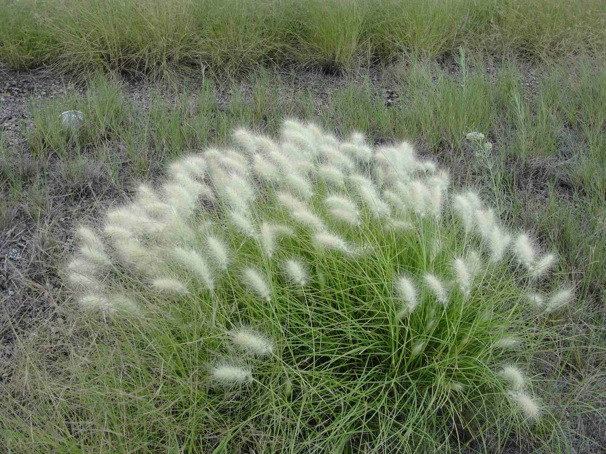 Cenchrus longisetus
