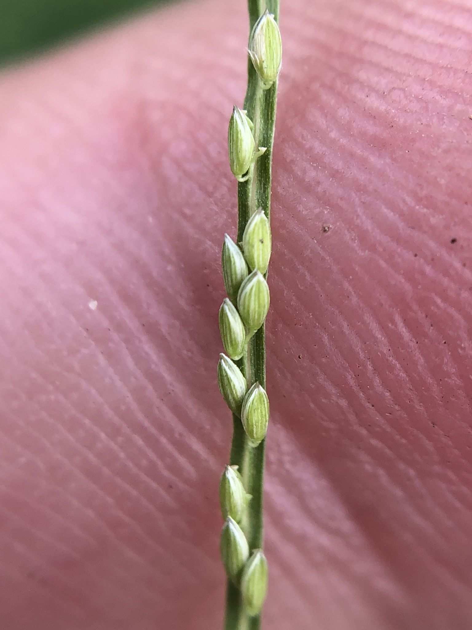Digitaria longiflora