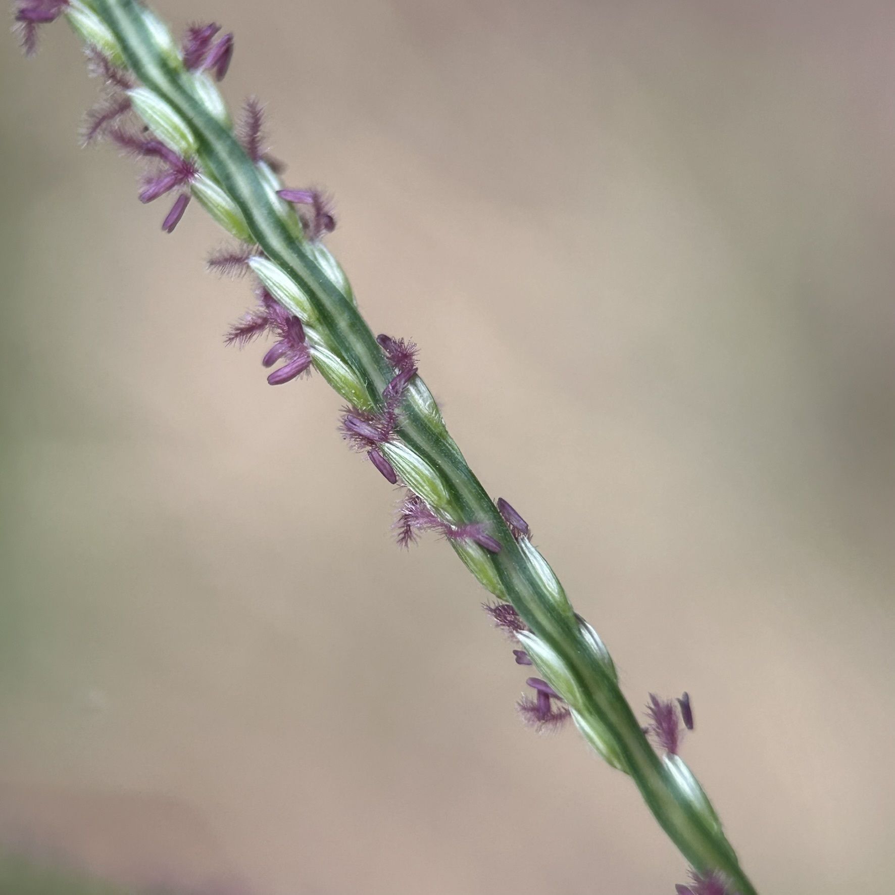 Digitaria longiflora