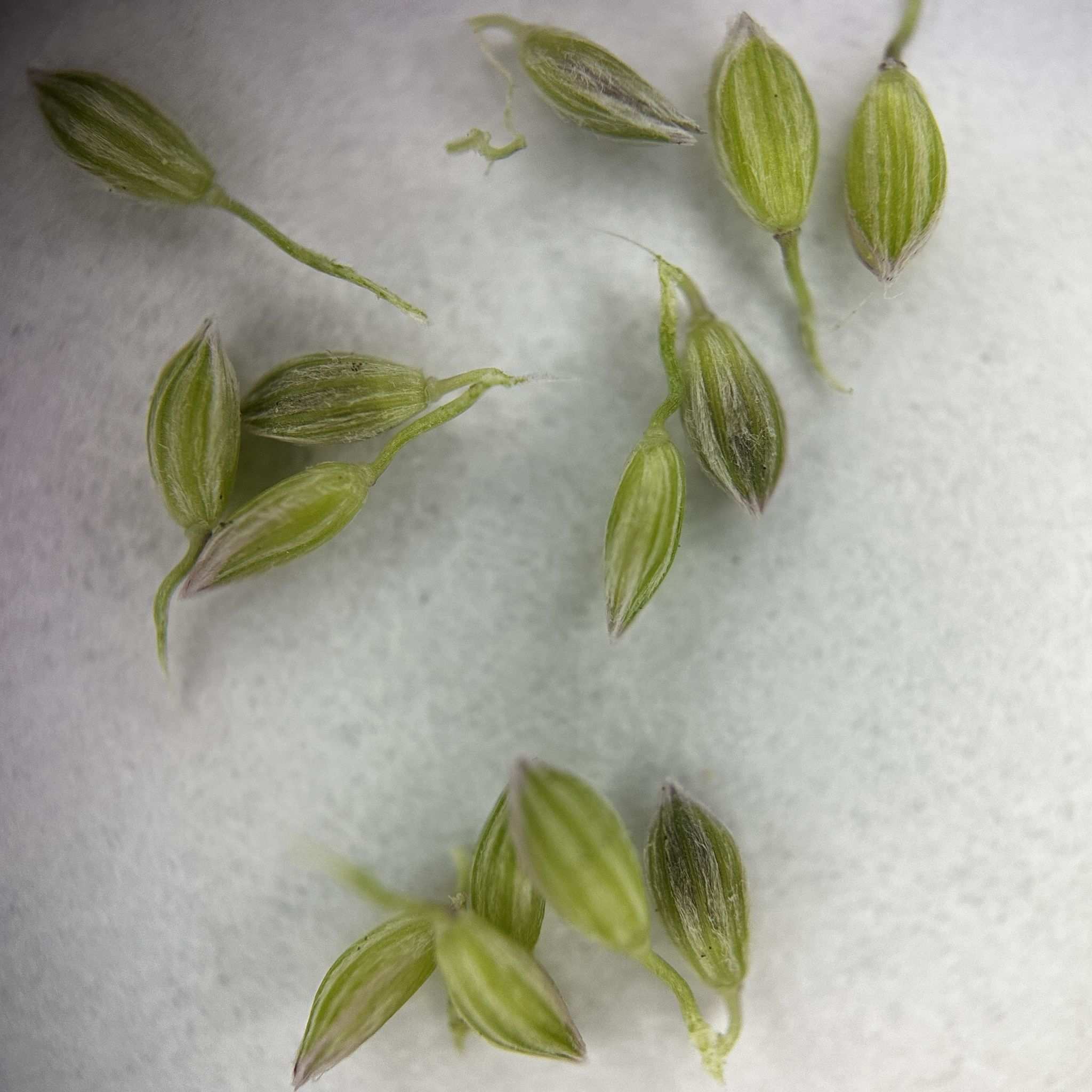 Digitaria longiflora