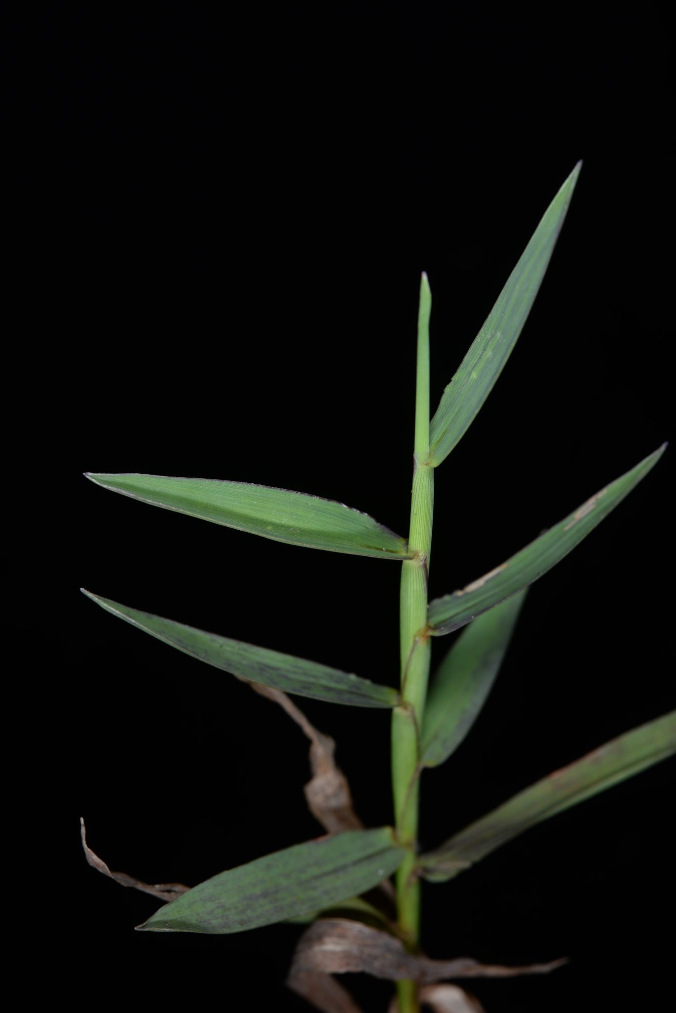 Digitaria longiflora