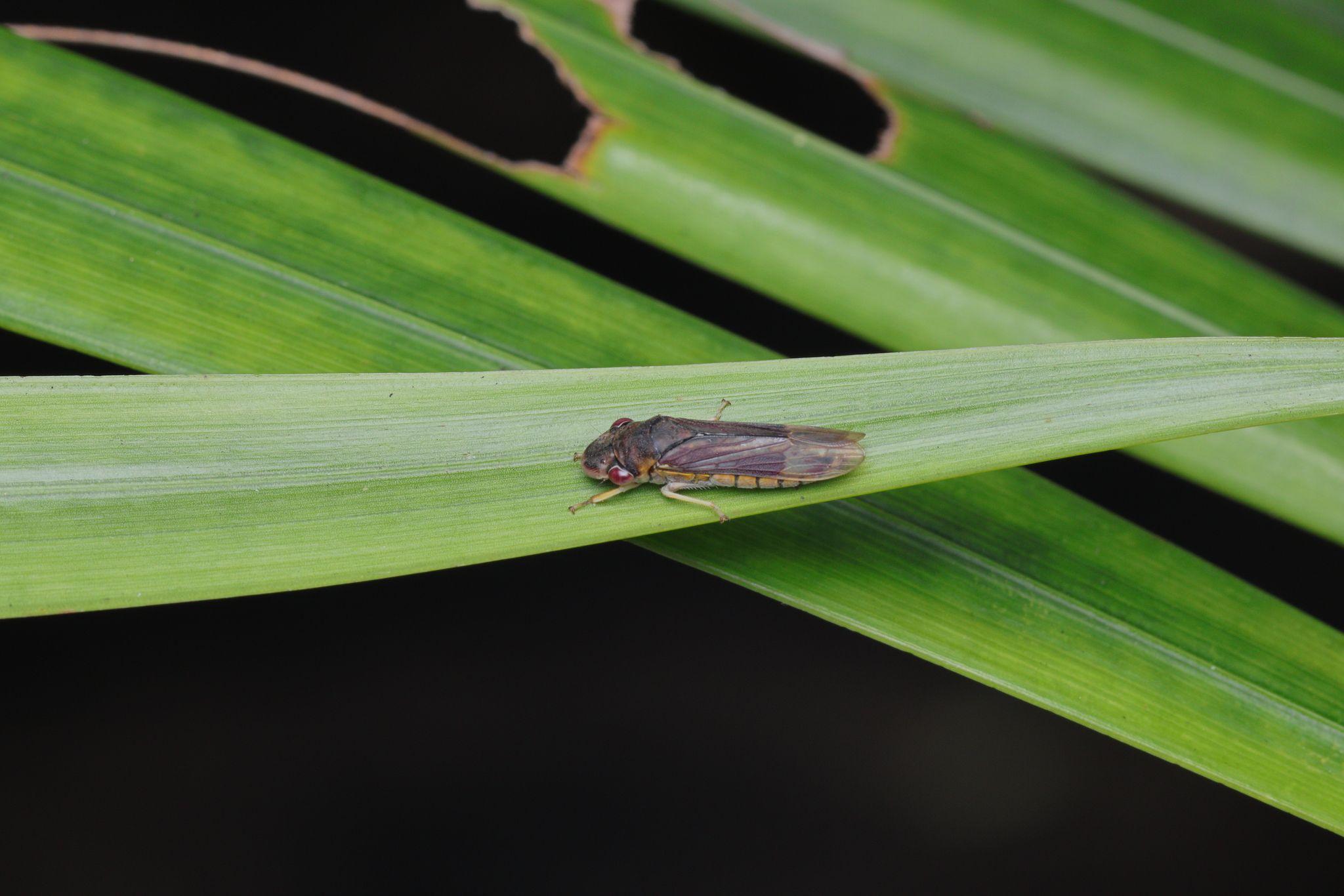 Homalodisca ignorata