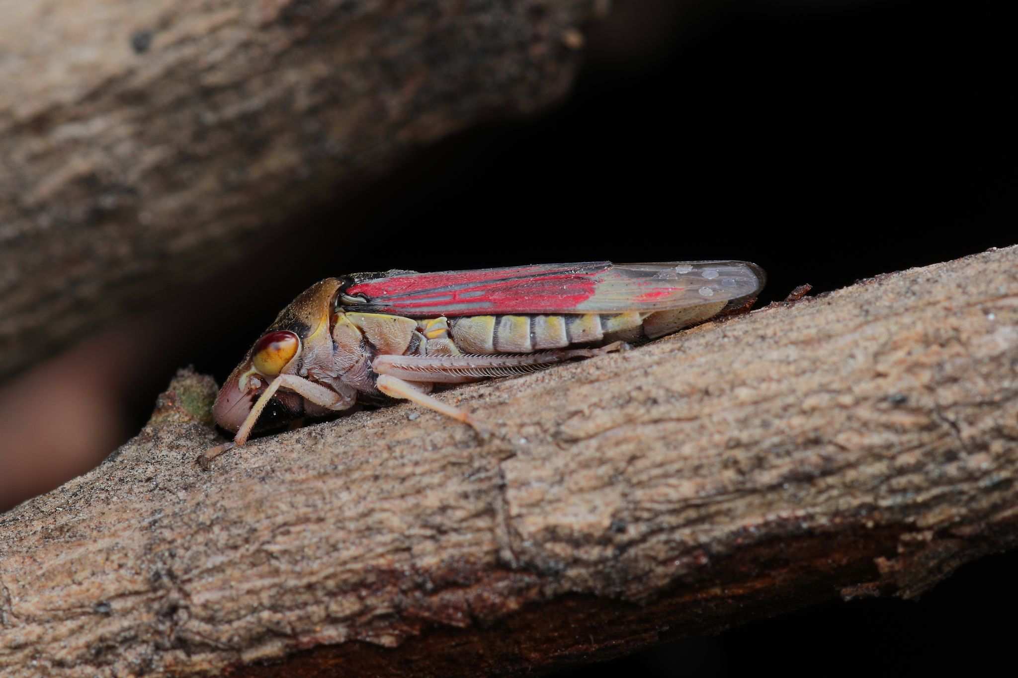 Homalodisca ignorata