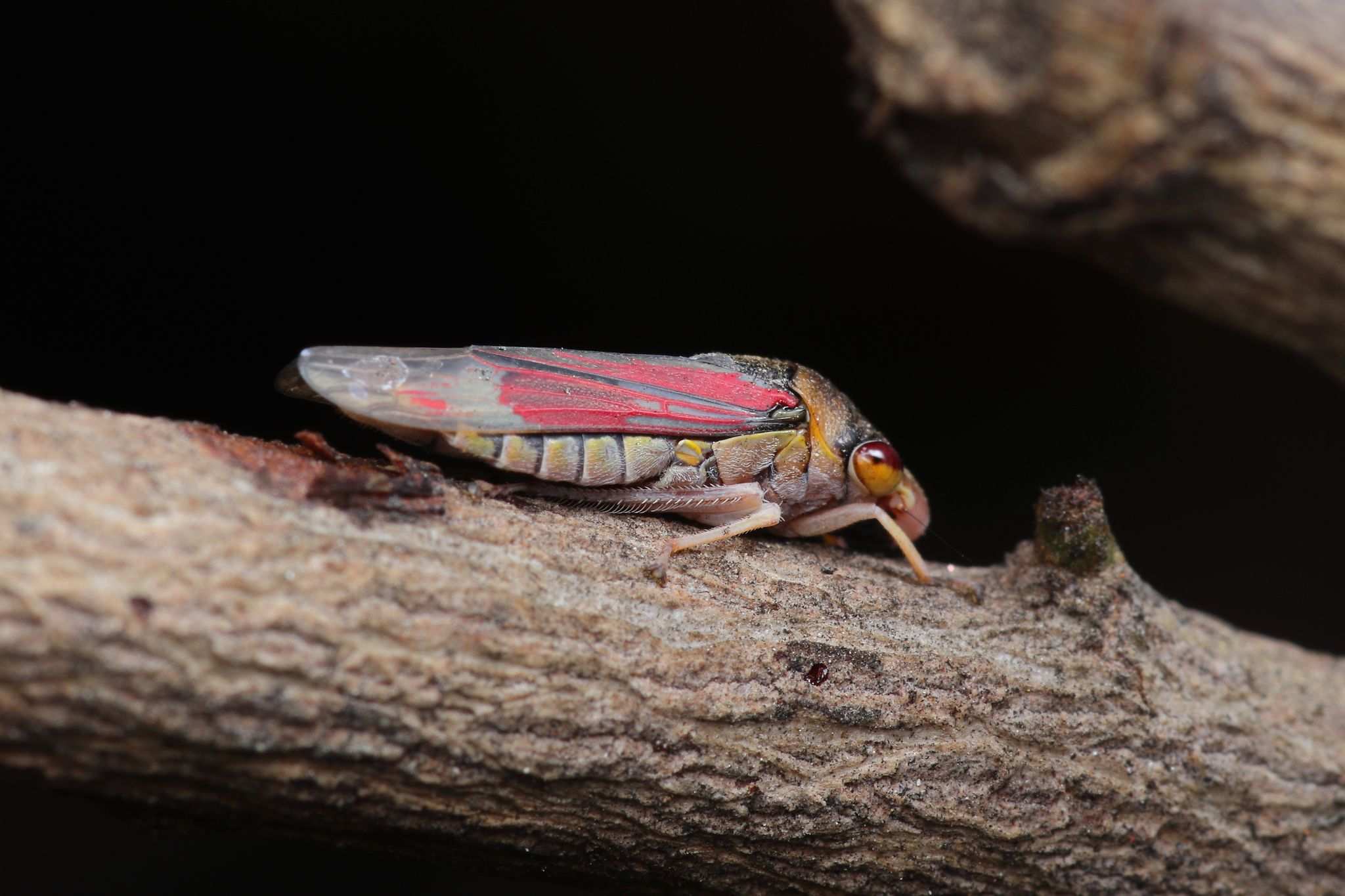 Homalodisca ignorata