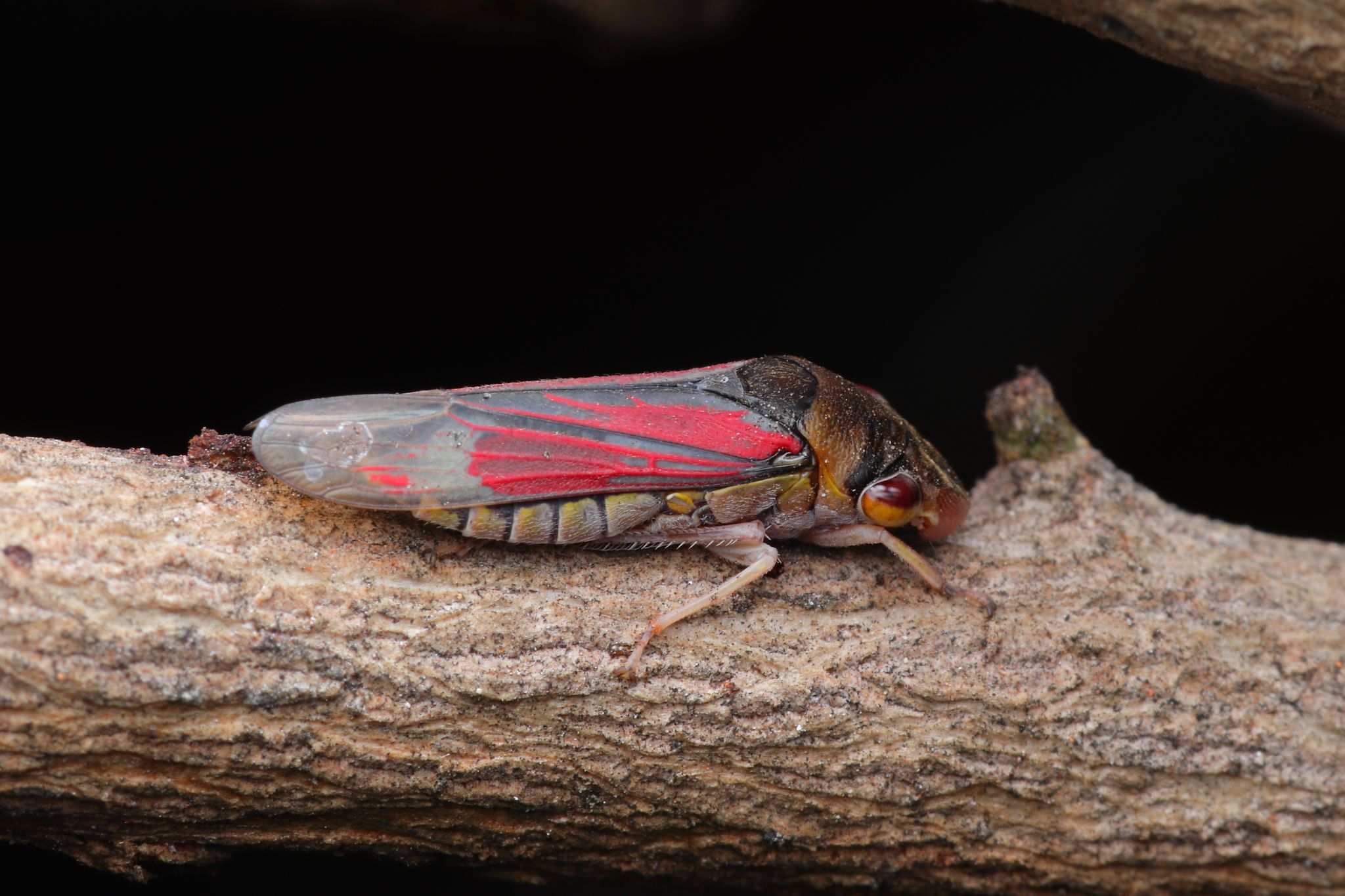 Homalodisca ignorata
