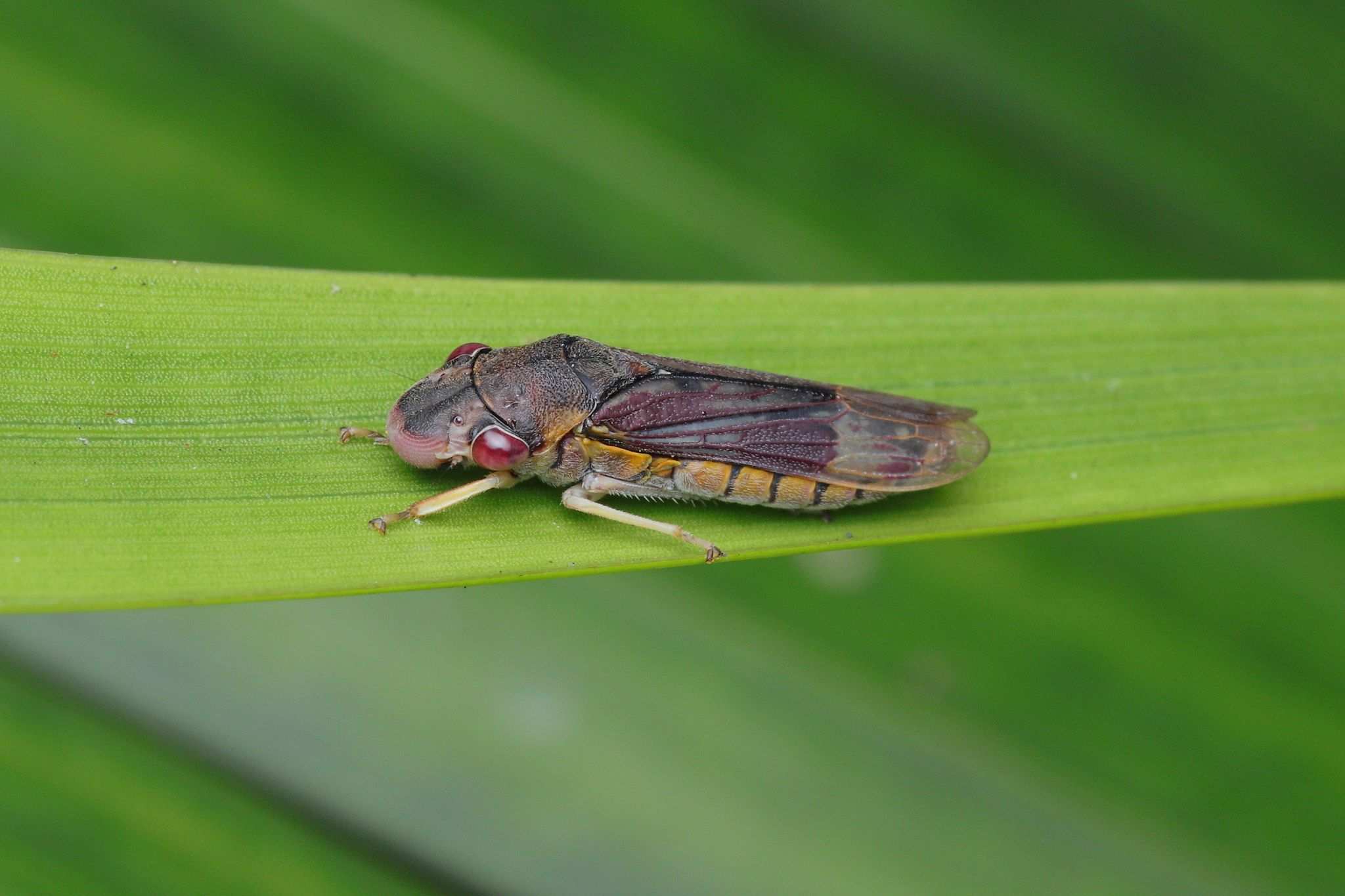 Homalodisca ignorata