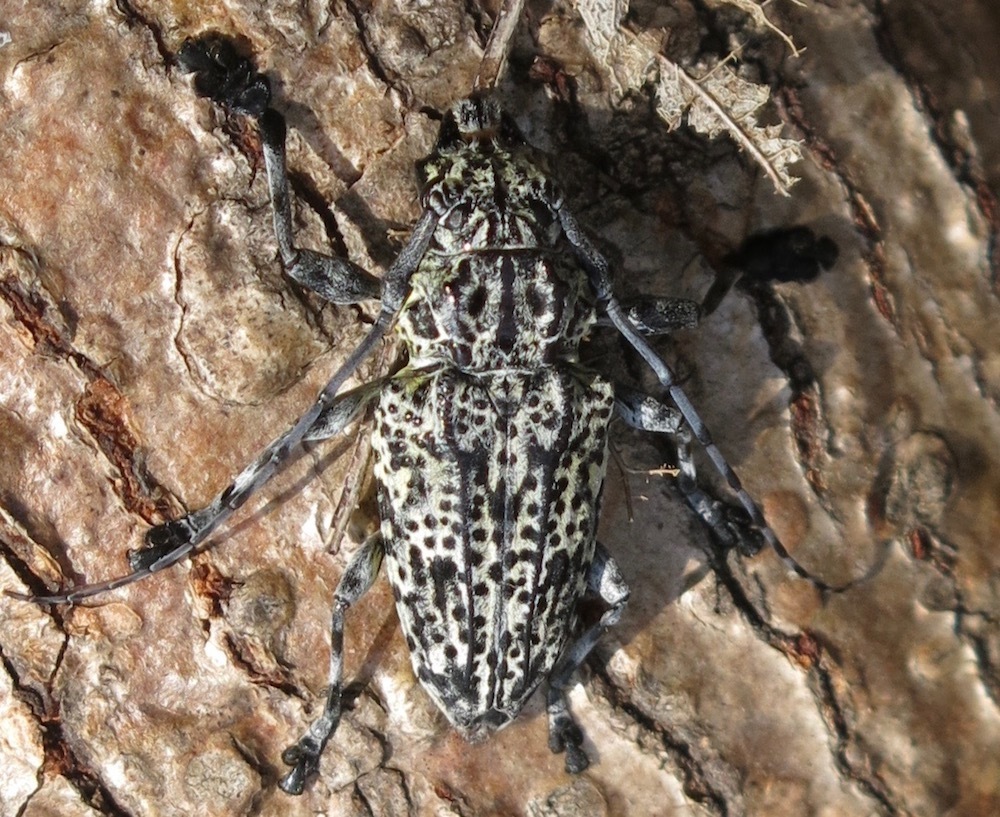 Steirastoma