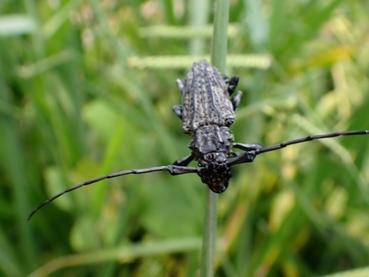 Steirastoma
