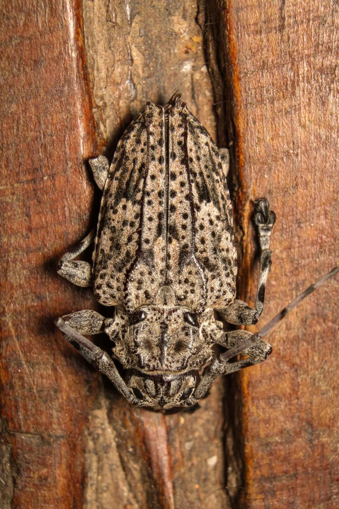 Steirastoma
