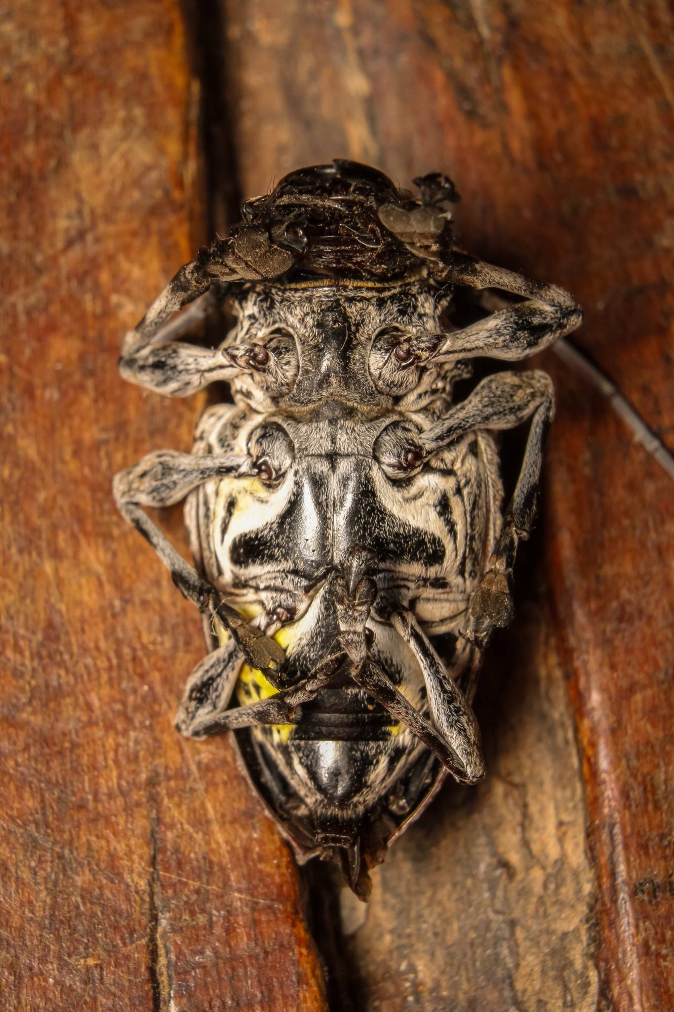 Steirastoma