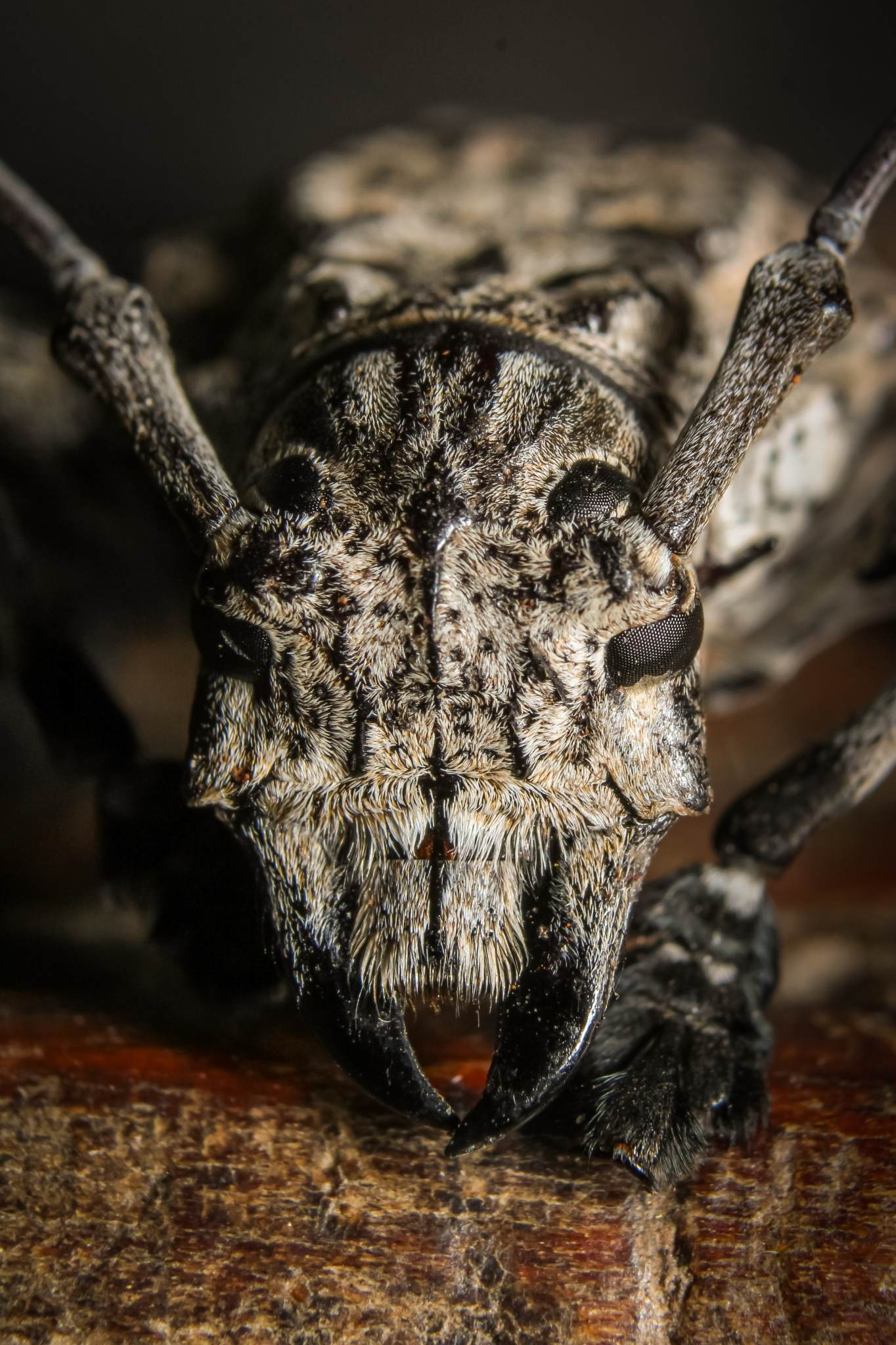 Steirastoma