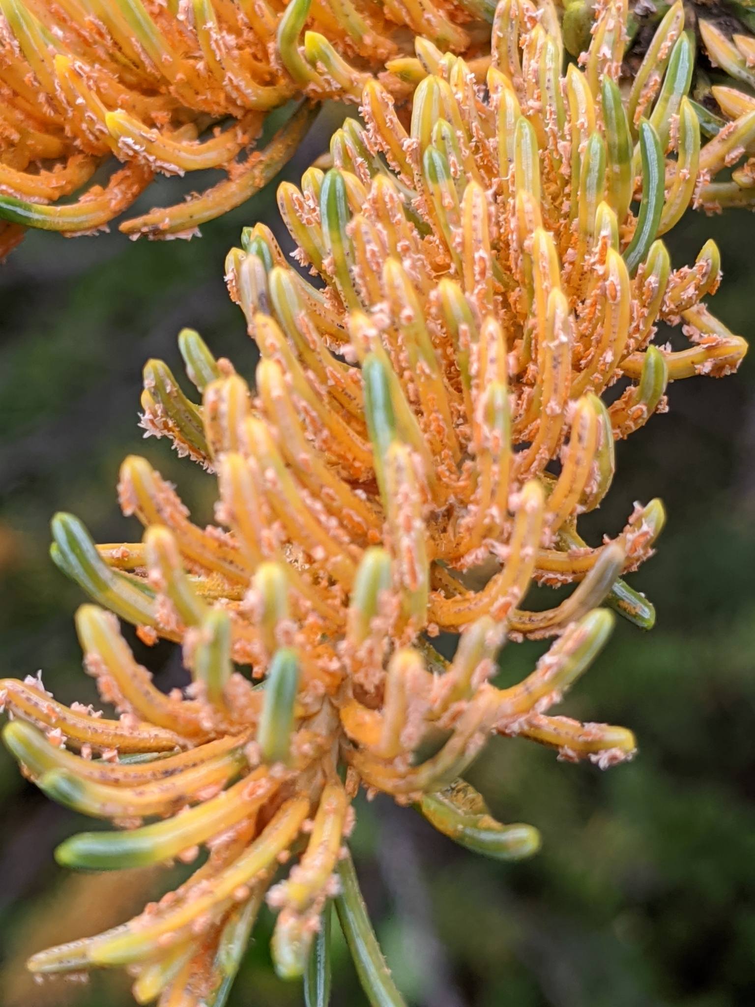 Chrysomyxa ledi