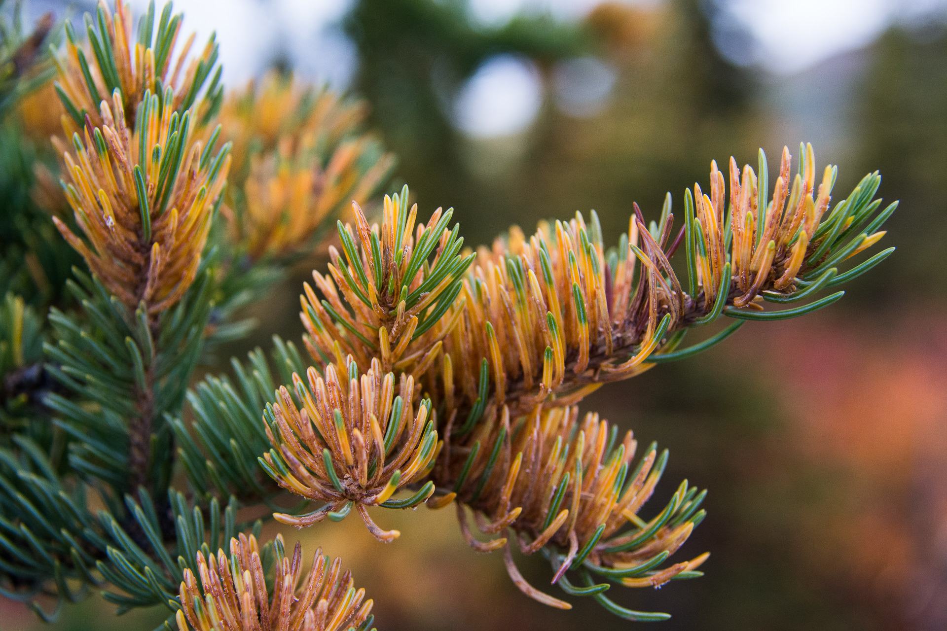 Chrysomyxa ledi