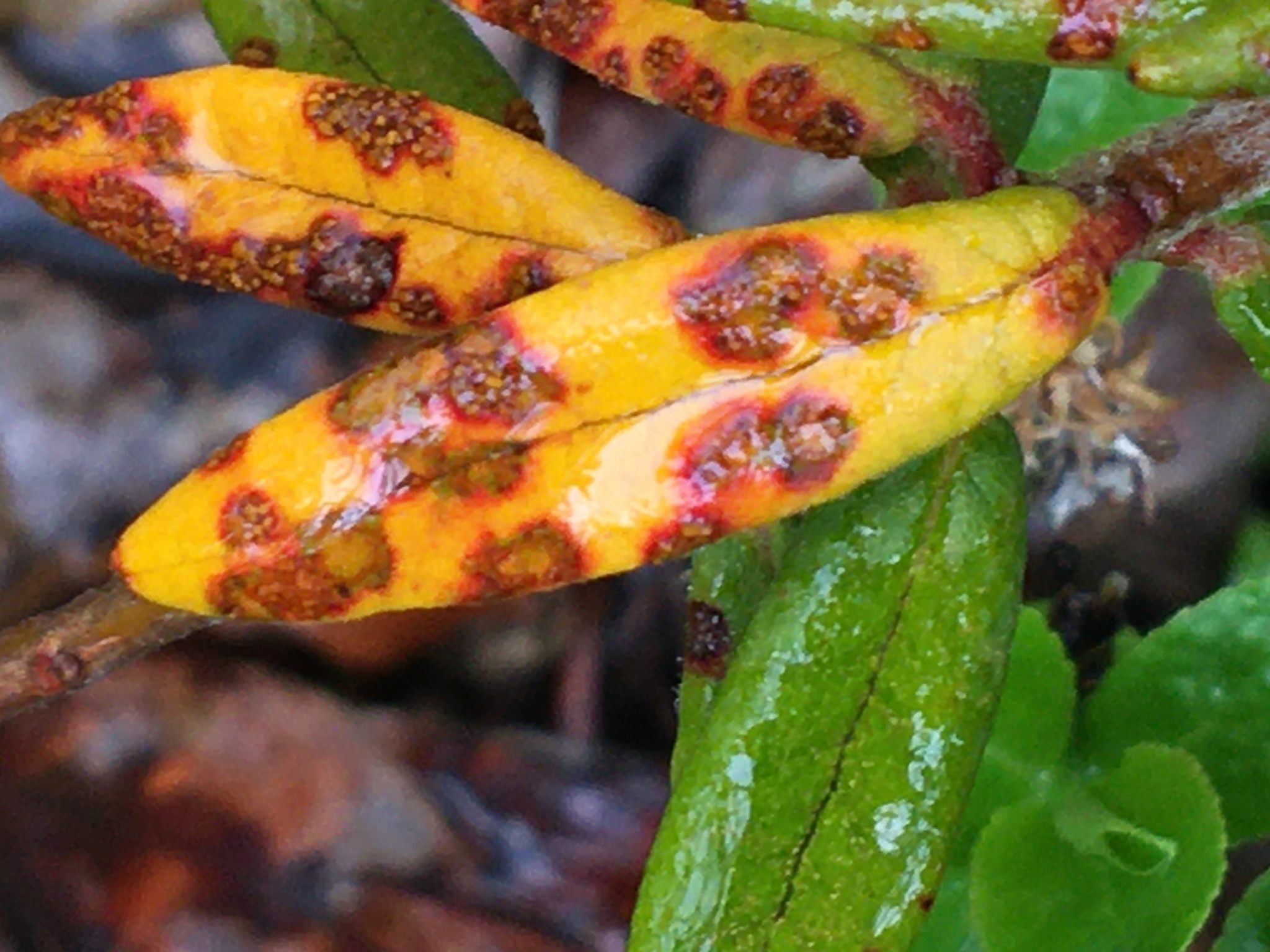 Chrysomyxa ledi