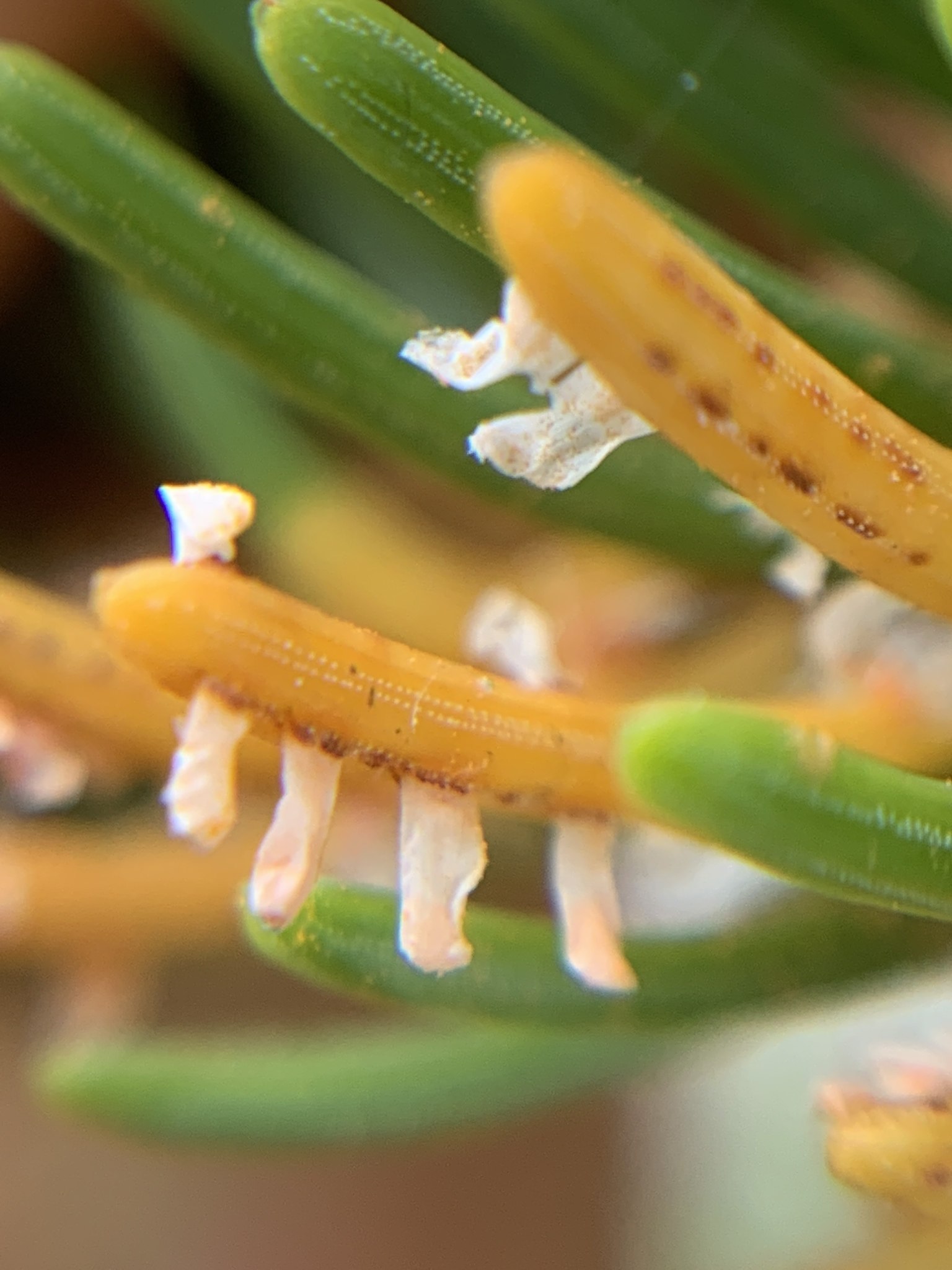 Chrysomyxa ledi