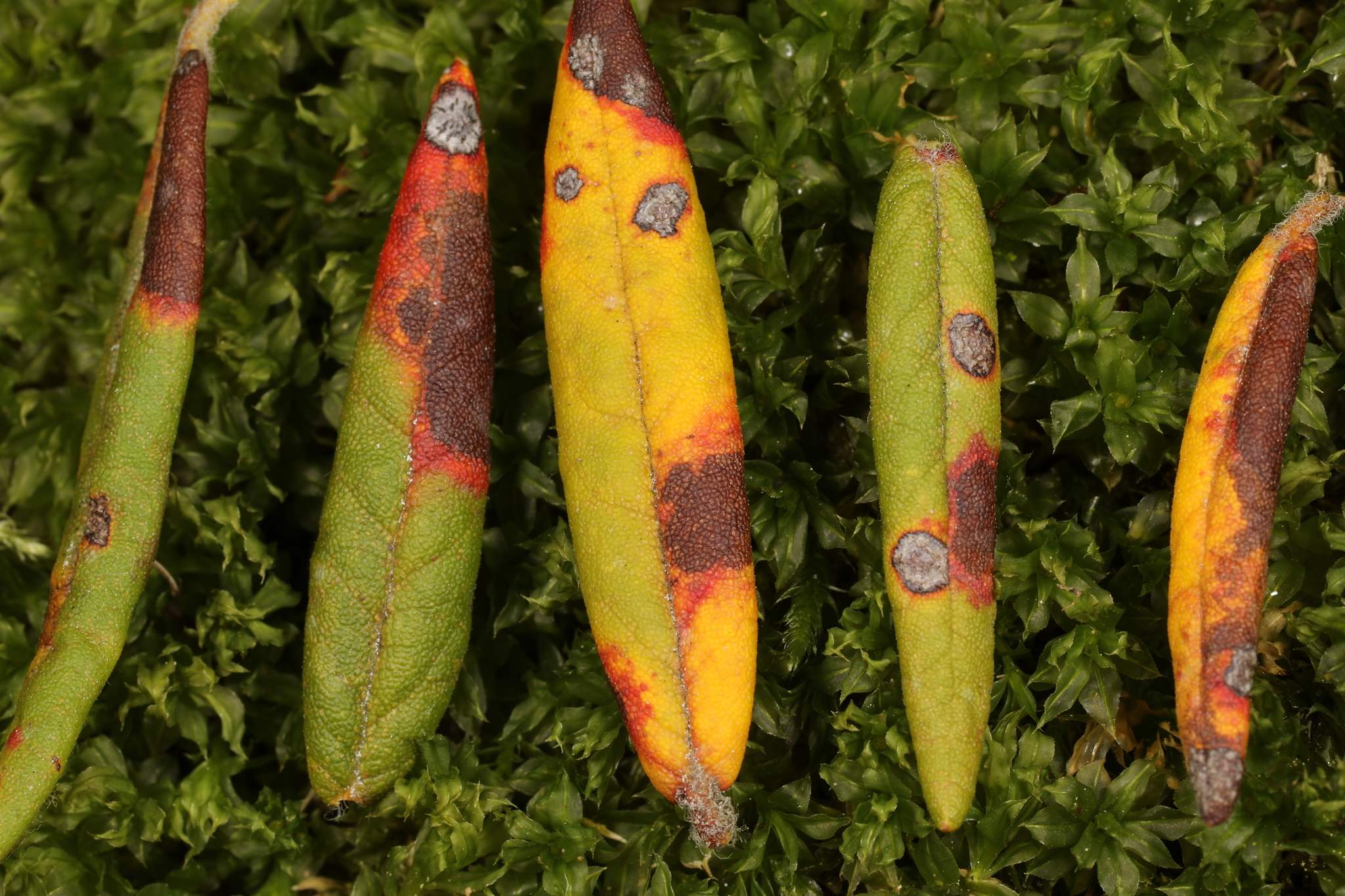 Chrysomyxa ledi