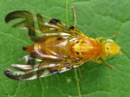 Strauzia longipennis