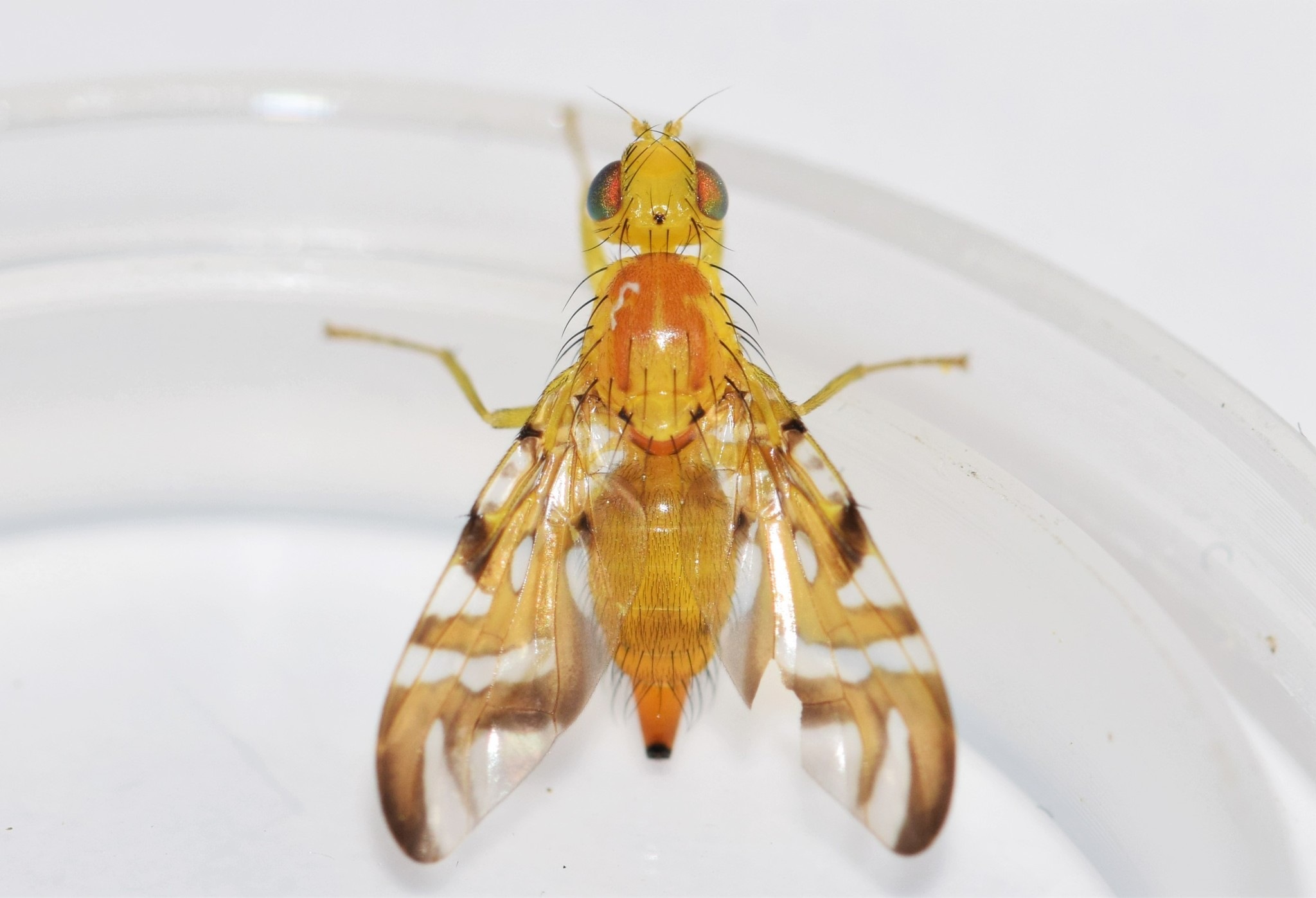 Strauzia longipennis