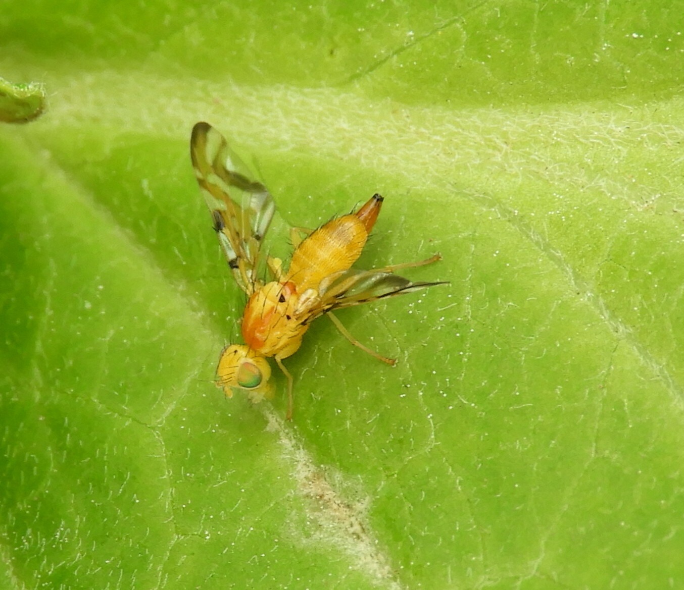 Strauzia longipennis