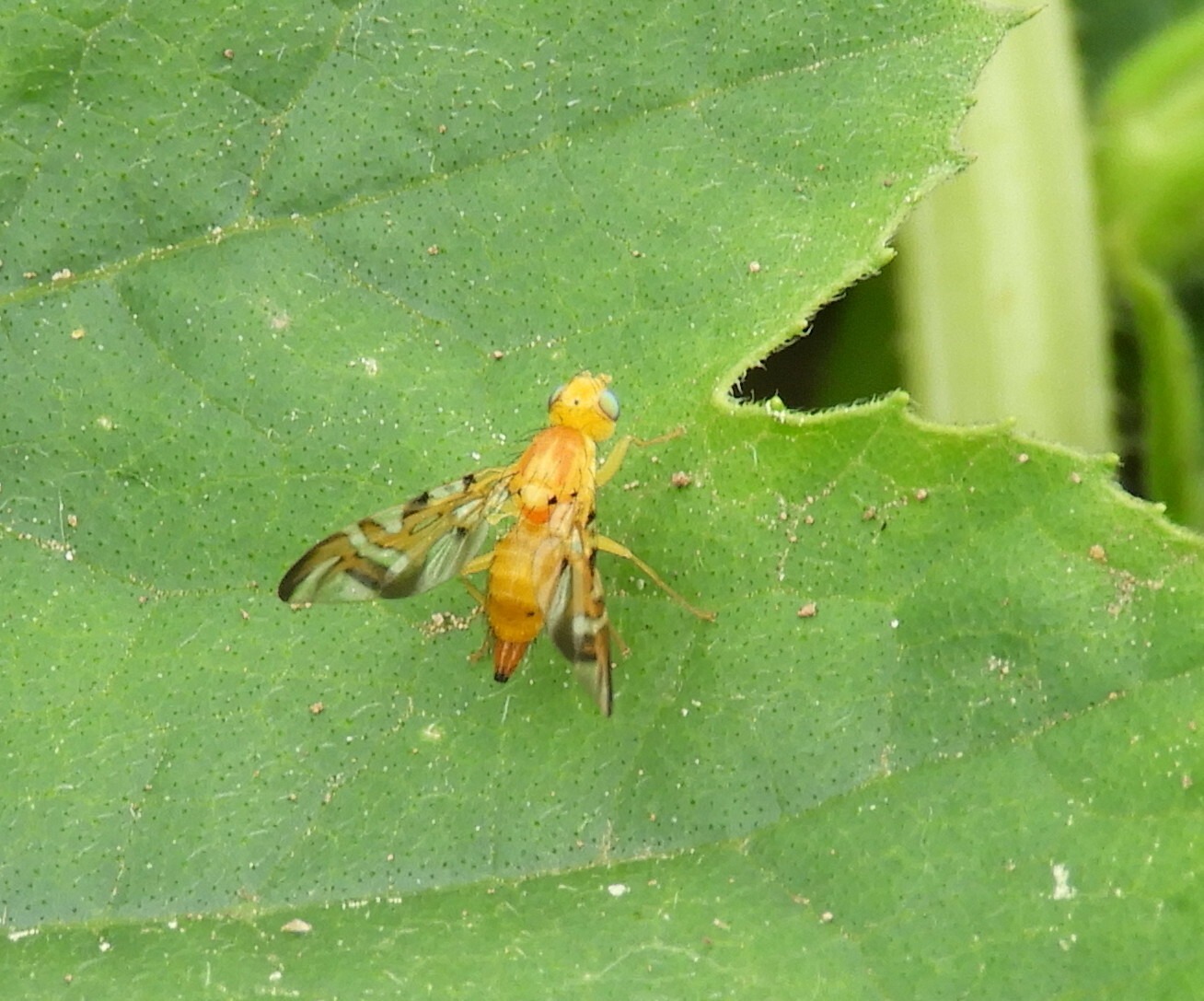 Strauzia longipennis