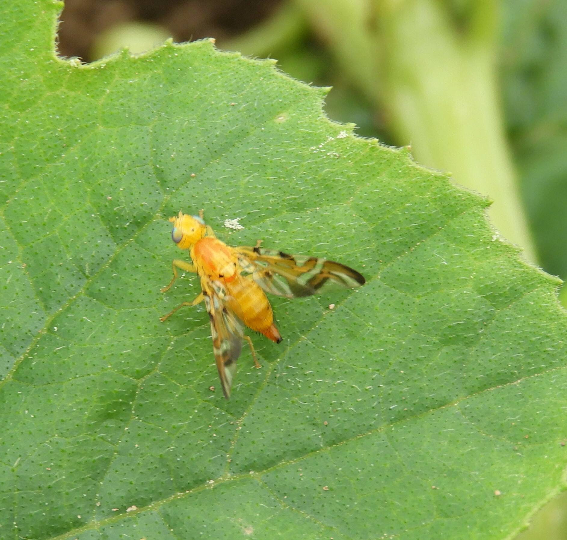Strauzia longipennis