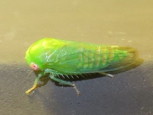 Pachyopsis