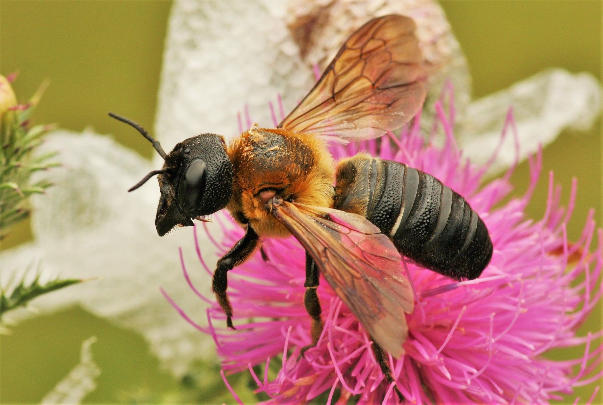 Megachile