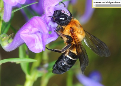 Megachile