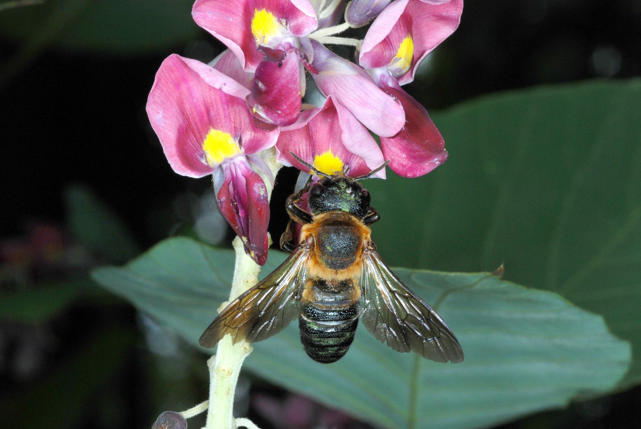 Megachile