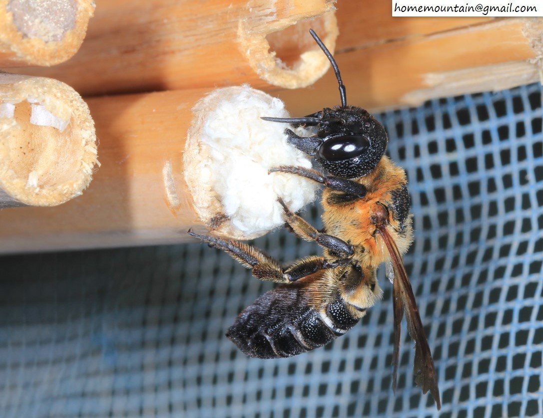 Megachile