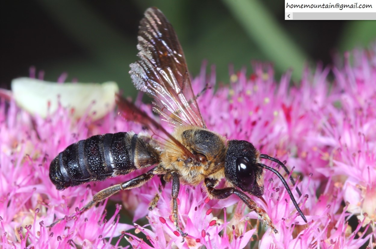Megachile