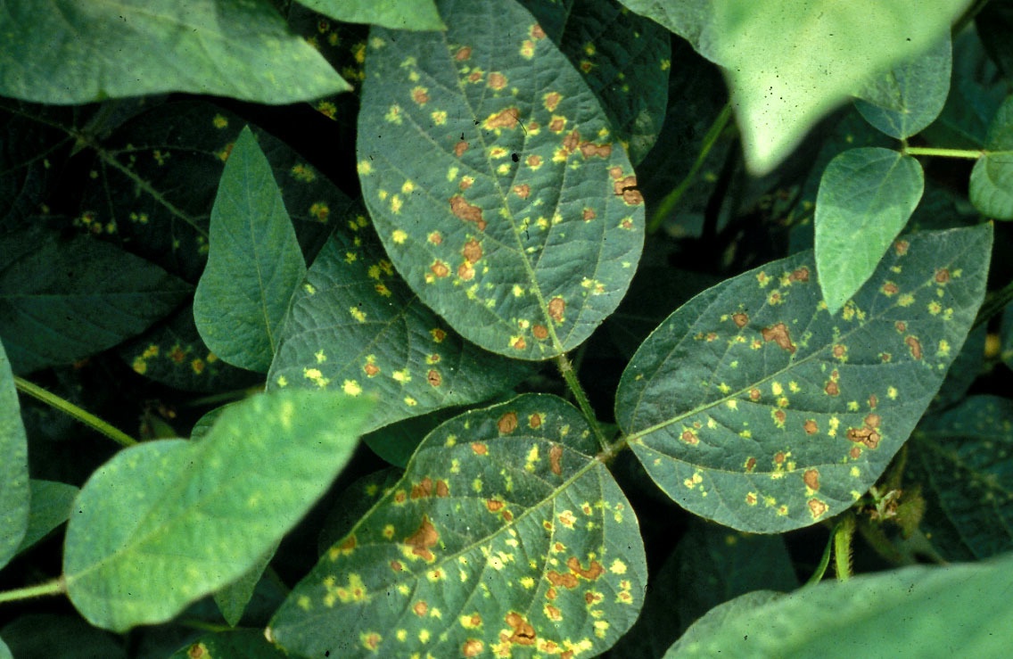 Peronospora manshurica