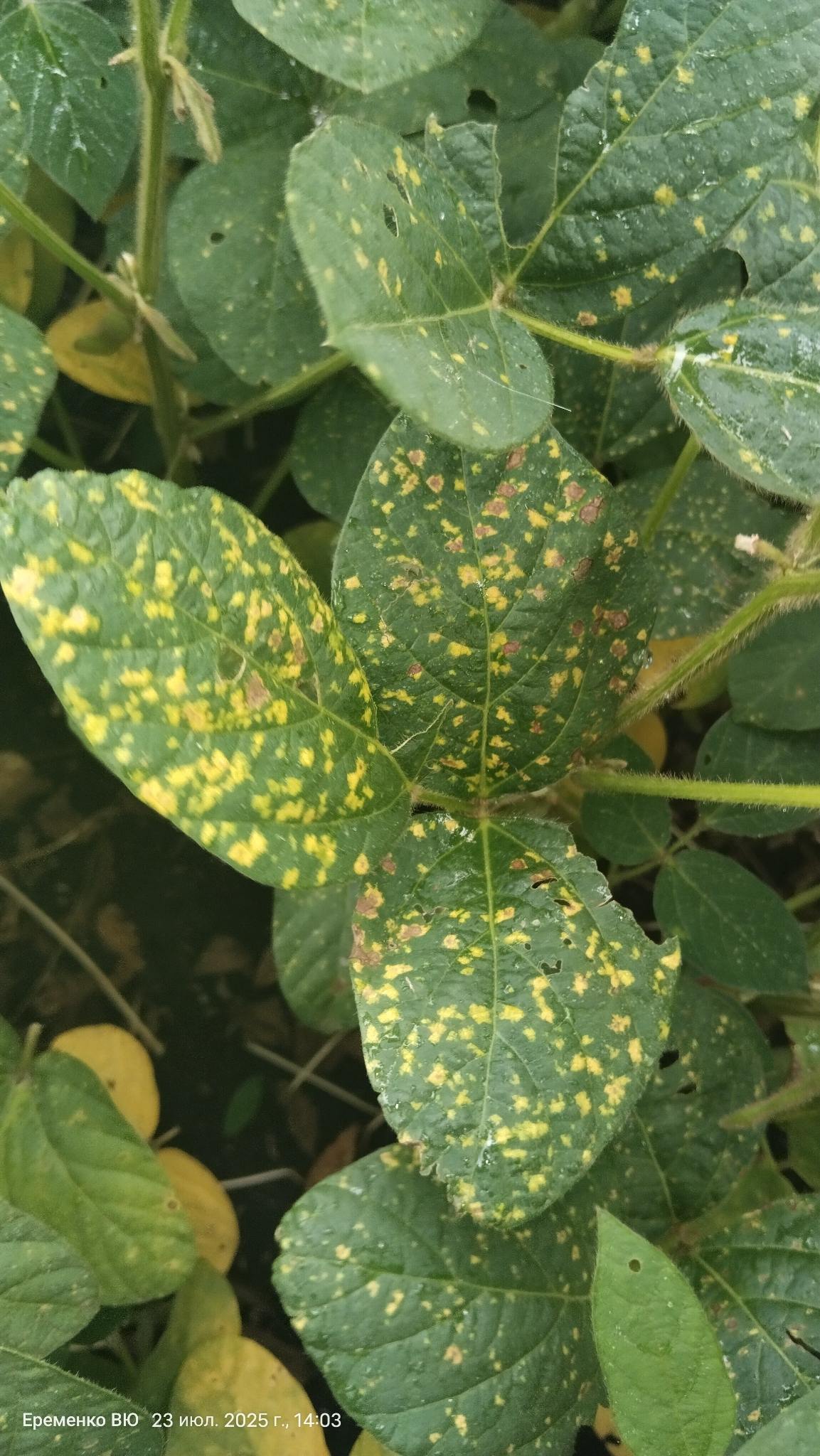 Peronospora manshurica