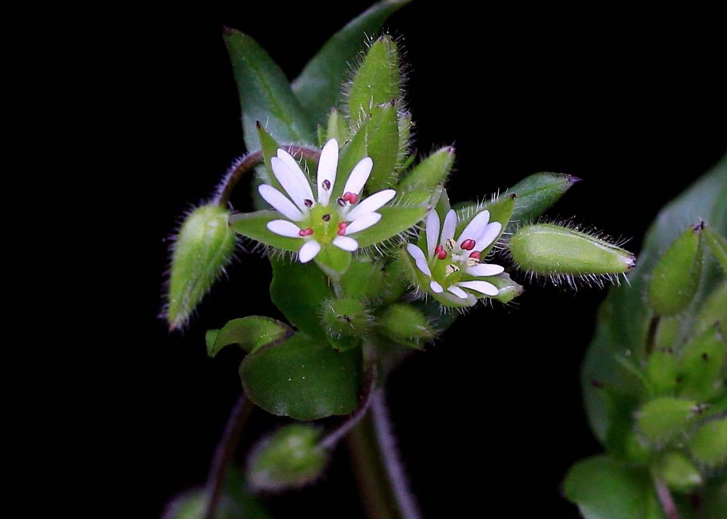 Stellaria media