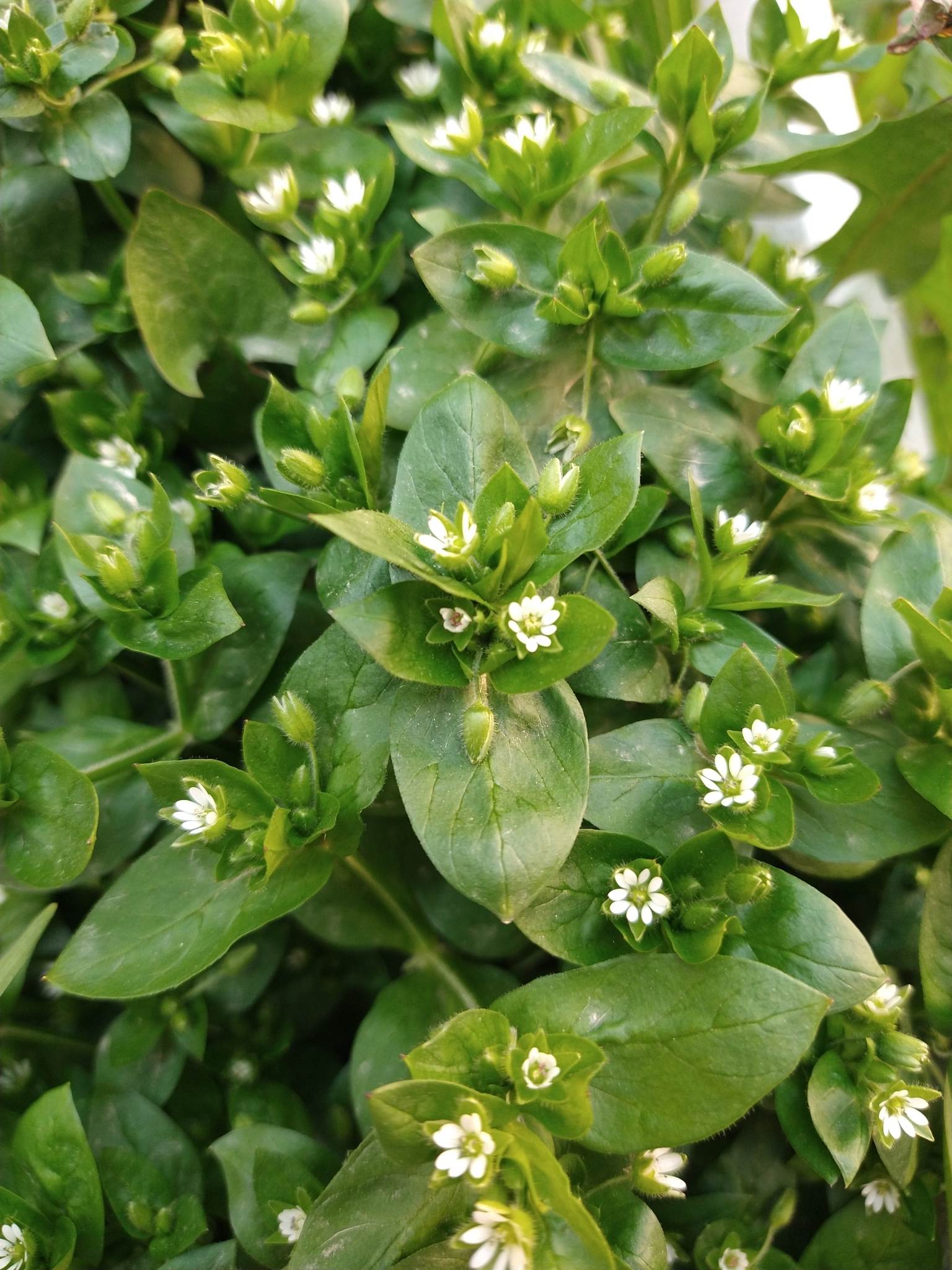 Stellaria media