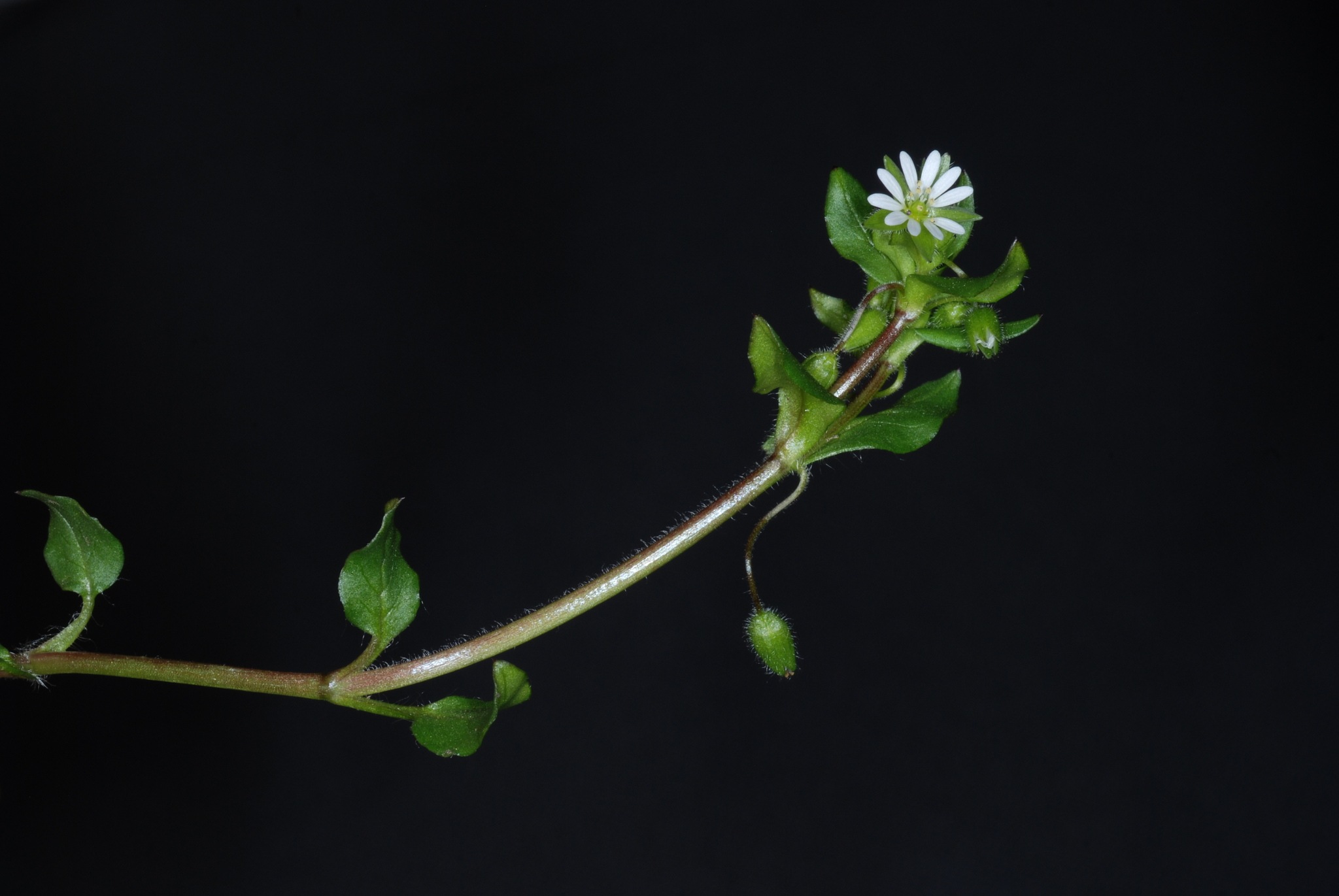 Stellaria media