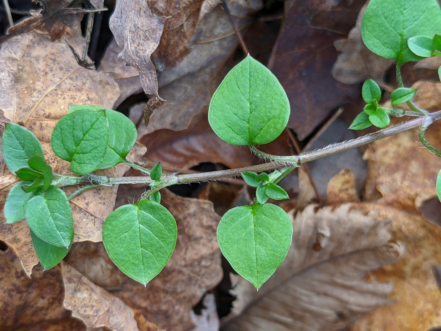 Stellaria media