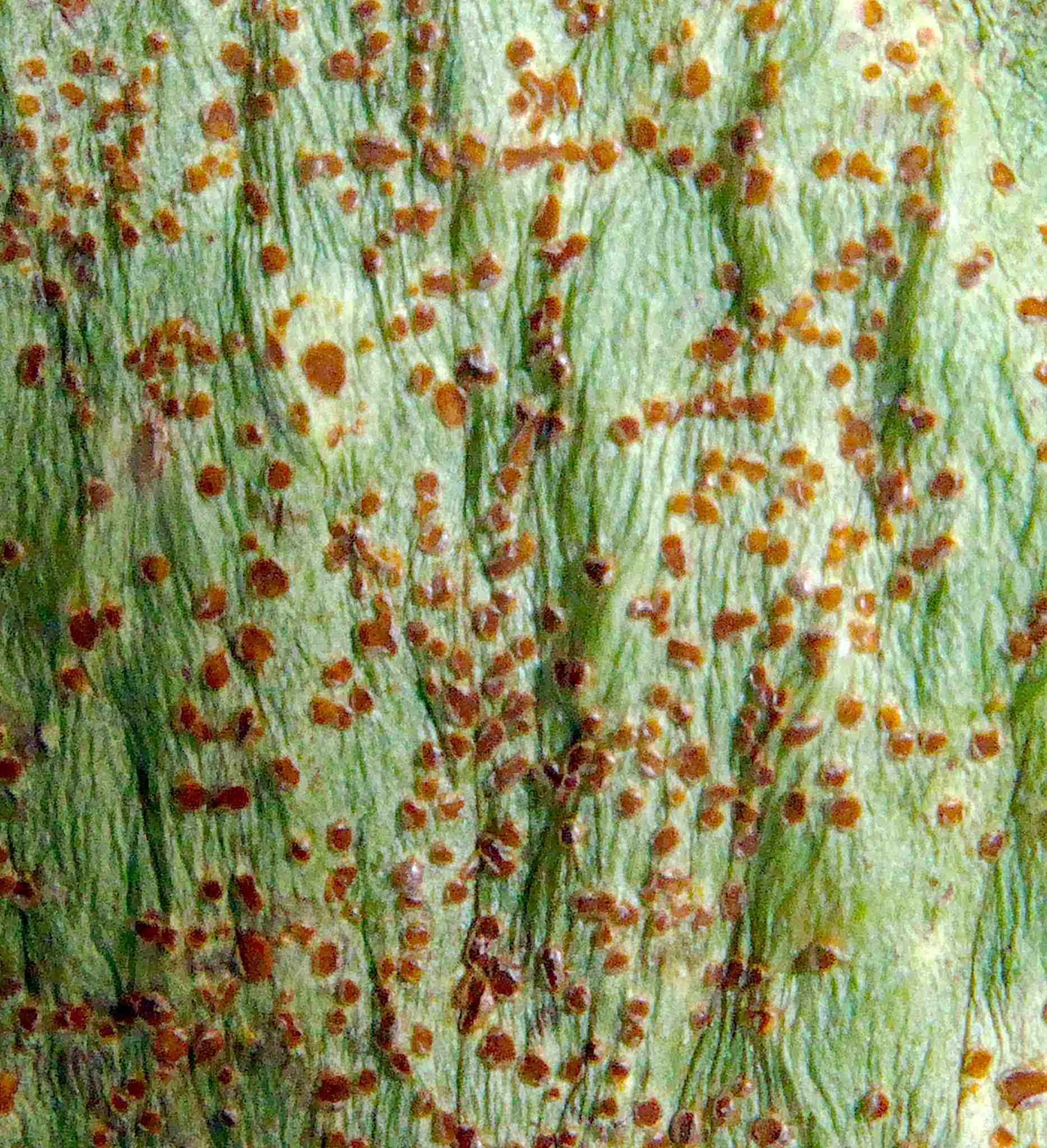 Uromyces viciae-fabae
