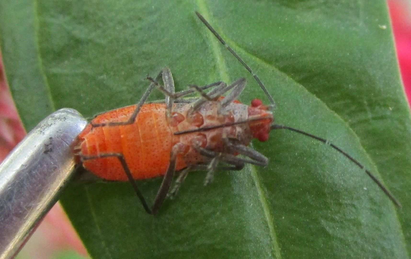 Jadera sanguinolenta