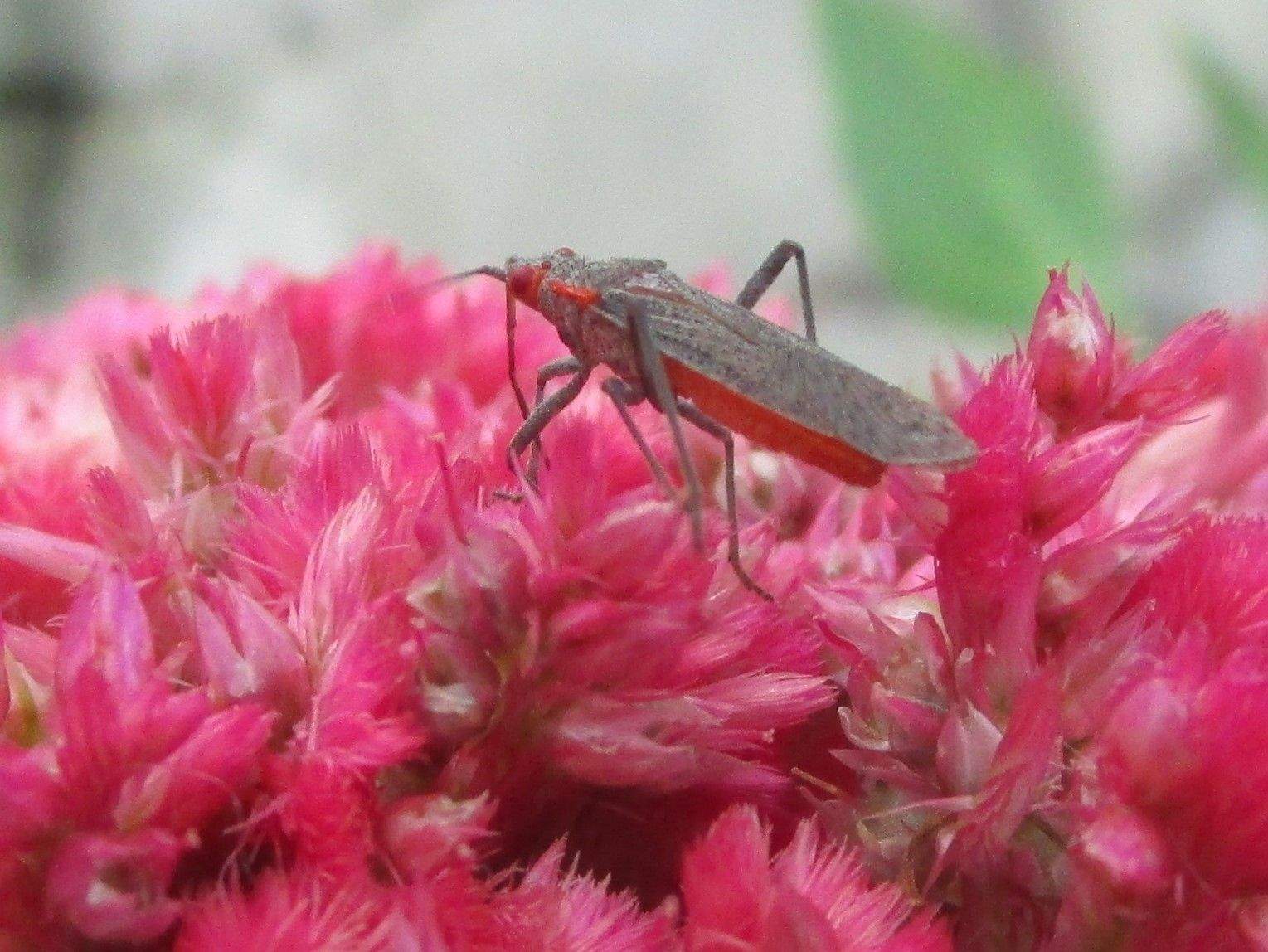 Jadera sanguinolenta