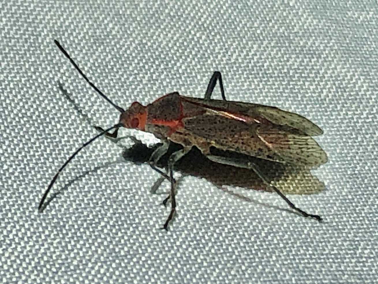 Jadera sanguinolenta