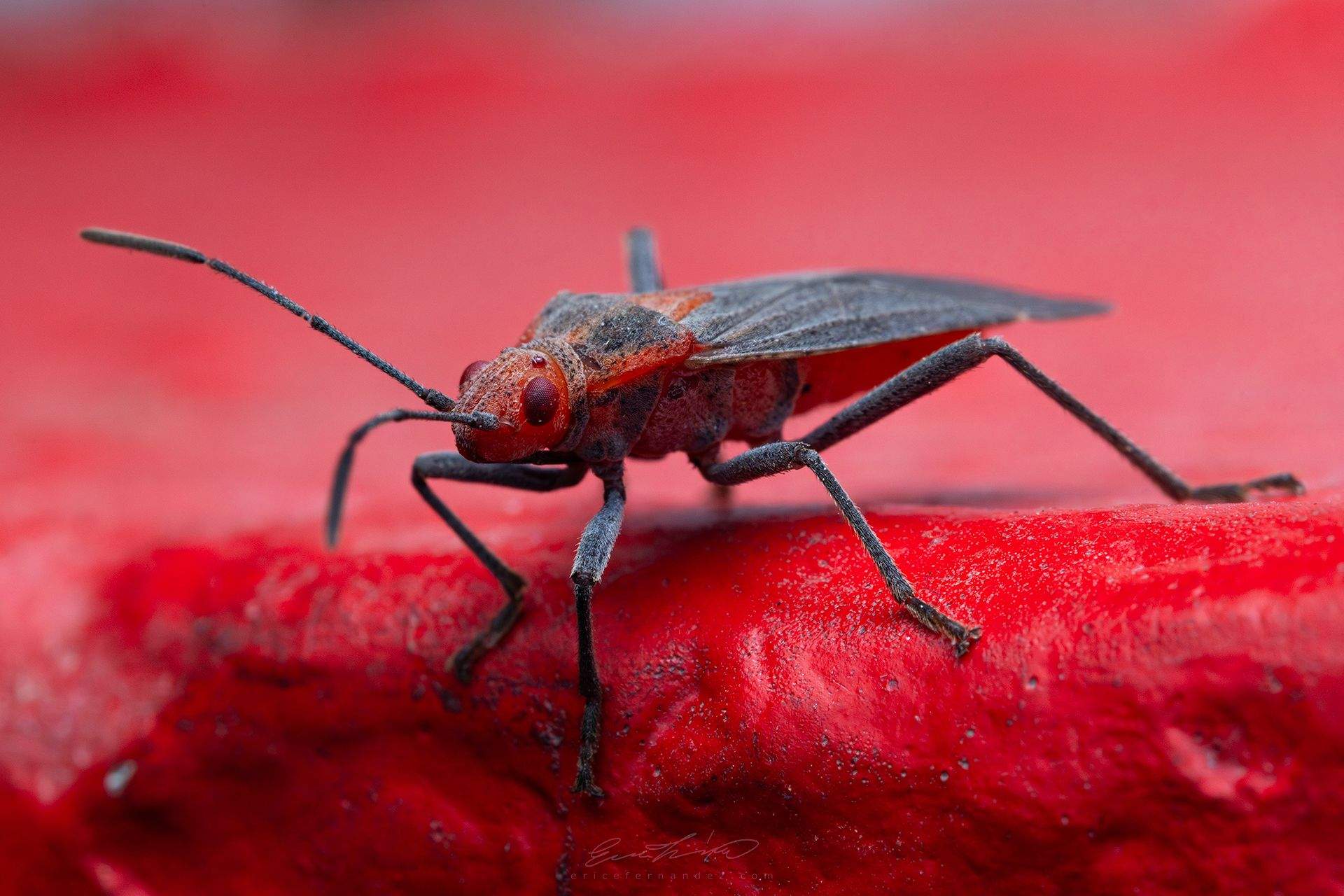 Jadera sanguinolenta